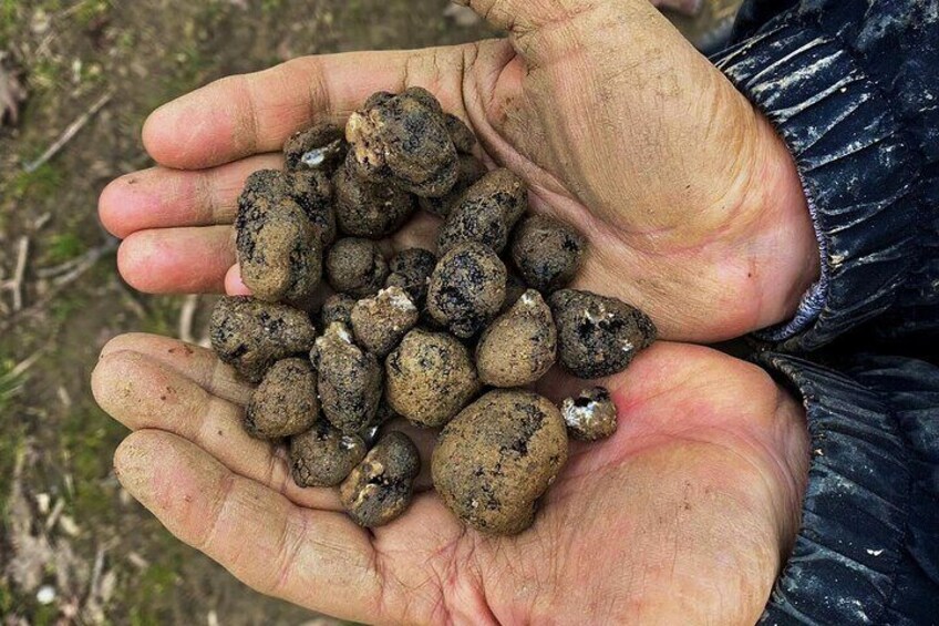 Shared Truffle Hunting with Lunch and Wine Tasting