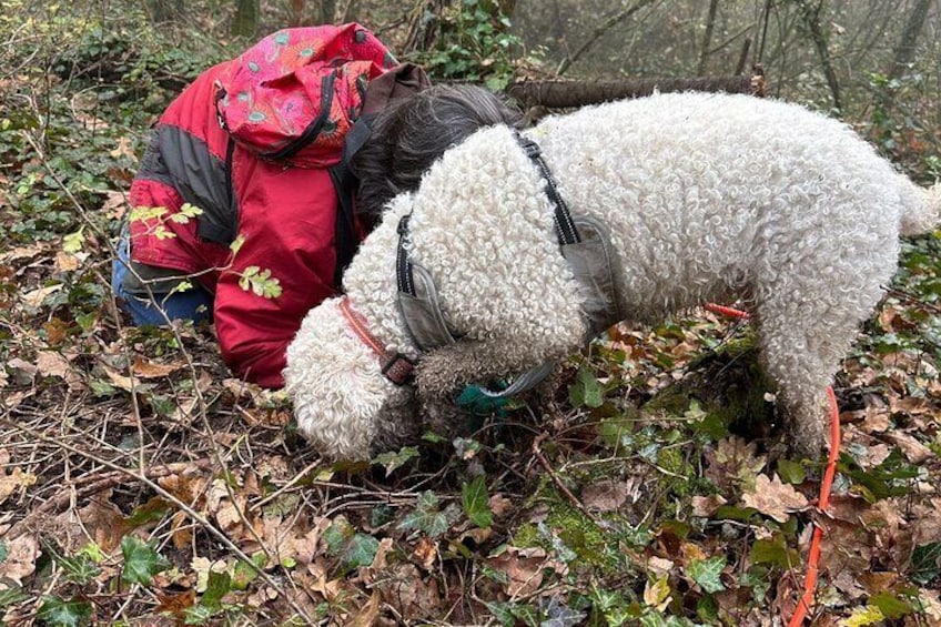 Truffle Hunting and Lunch in Piedmont Trattoria