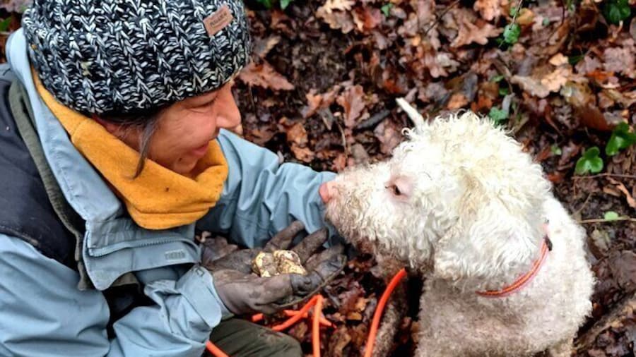 Shared Truffle Hunting with Lunch and Wine Tasting