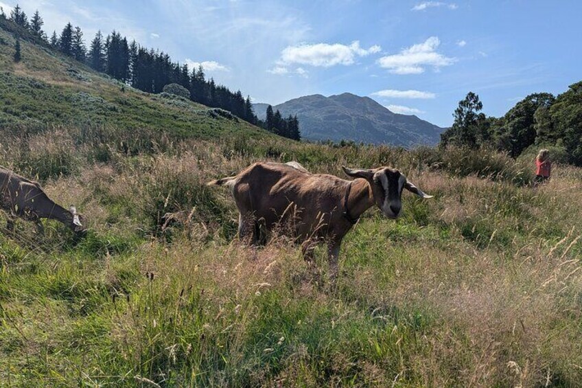 Steamship Cruise, Sheepdog Demo, Foraging Walk, Trossachs Trail