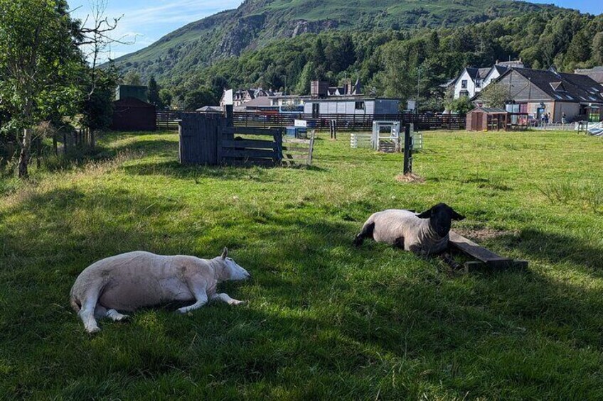 Steamship Cruise, Sheepdog Demo, Foraging Walk, Trossachs Trail