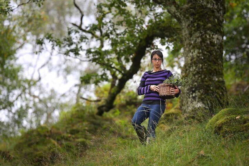 Steamship Cruise, Sheepdog Demo, Foraging Walk, Trossachs Trail