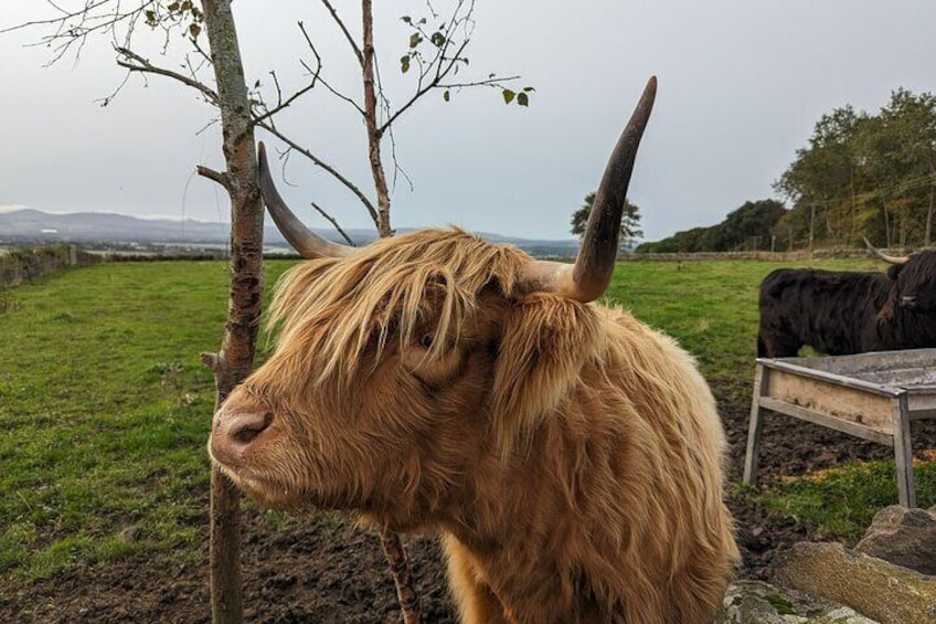 Steamship Cruise, Sheepdog Demo, Foraging Walk, Trossachs Trail