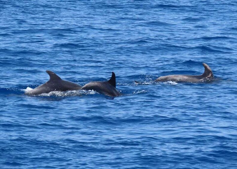 Picture 13 for Activity From Kos:A full day cruise in the newest luxury vessel!