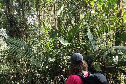 Private Hike through the Waterfalls of the Mindo Cloud Forest