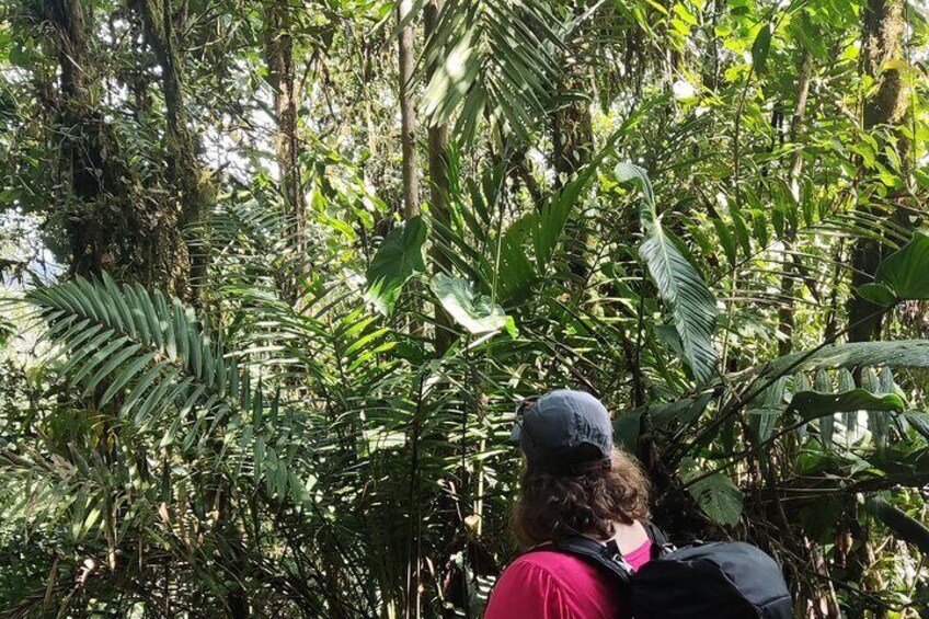 Mindo Cloud Forest.