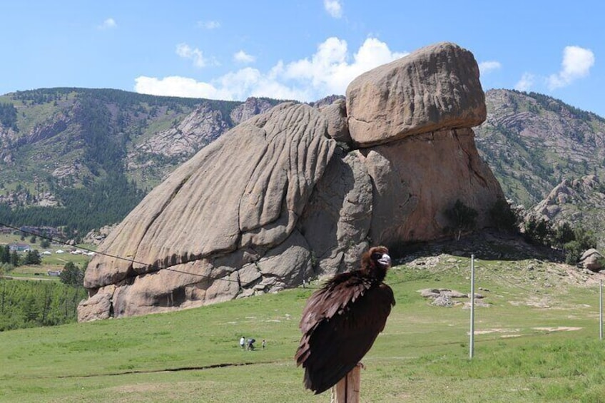 Trained eagle in front of the Turtle Rock