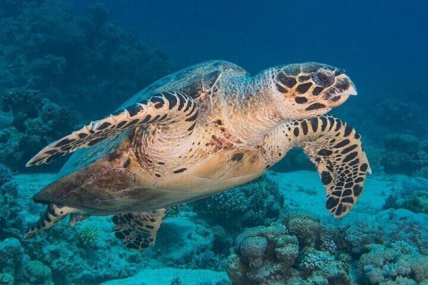 Turtles at Black Rock Reef