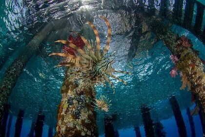 PADI Advanced Open Water Course Aqaba Jordan