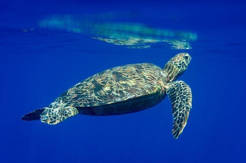 Swim with sea turtles