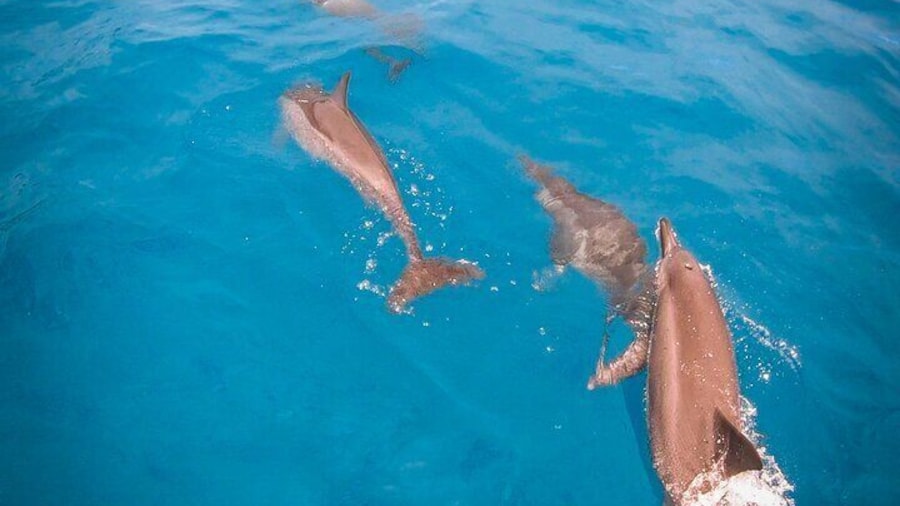 Spiner Dolphins Sighting