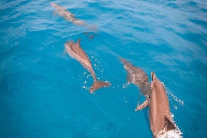 Snorkelling picnic in 5 hours with lunch in Tahiti