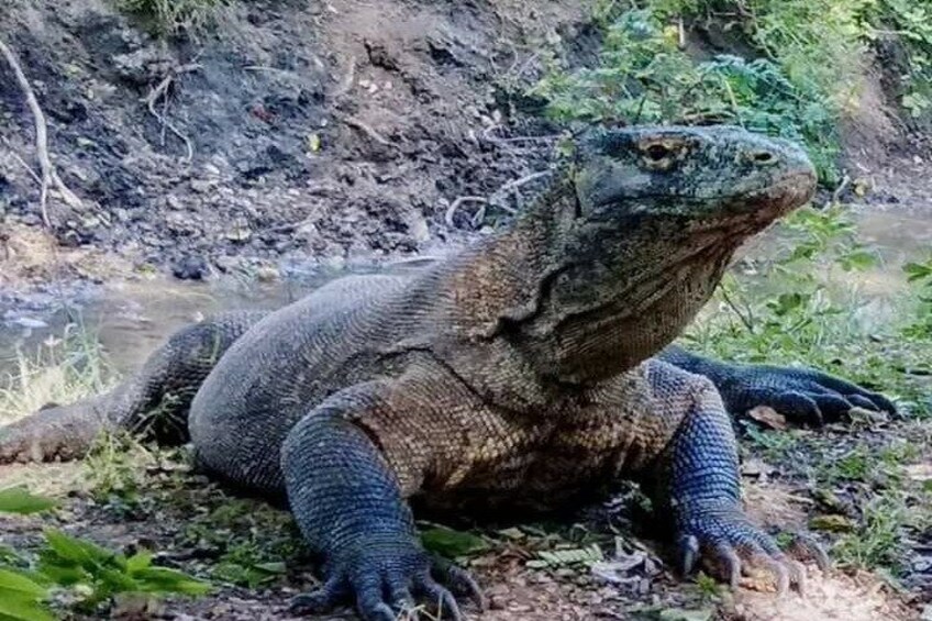 Komodo National park tours 3days and 2nights