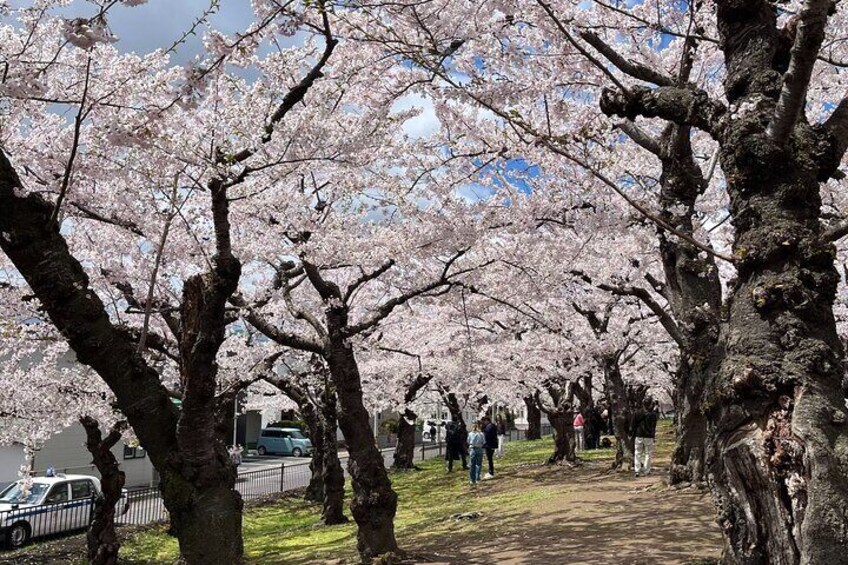 Hakodate Exploration Tour with Private Guide