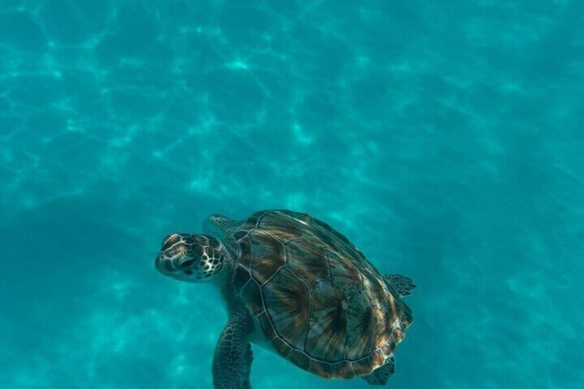 Barbados Glass Bottom Boat Cruise and Snorkeling