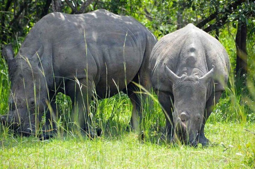 Uganda: Private 14 Days Safari Tour