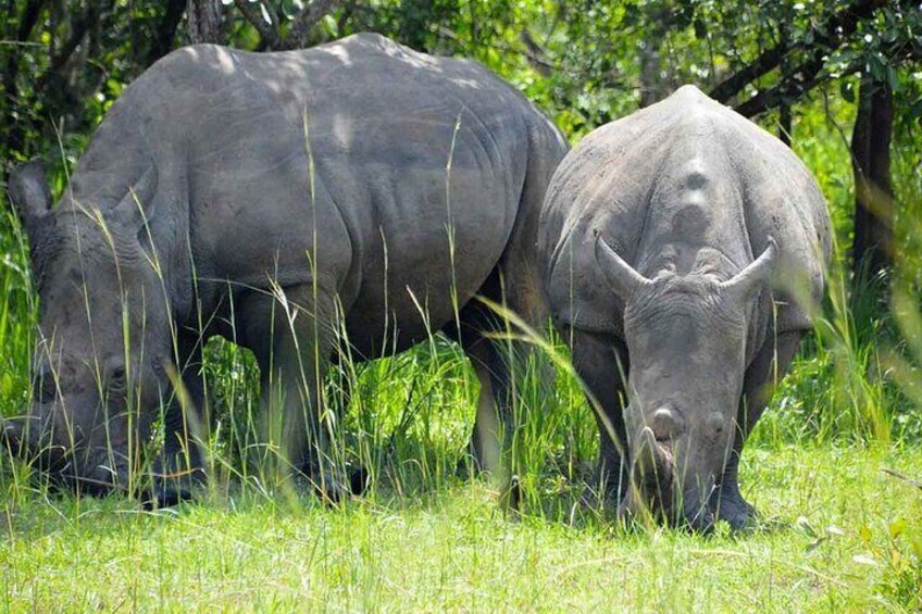 Uganda: Private 14 Days Safari Tour