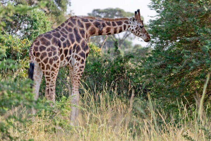 Uganda: Private 14 Days Safari Tour