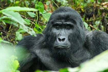 Uganda: Private 14 Days Safari Tour