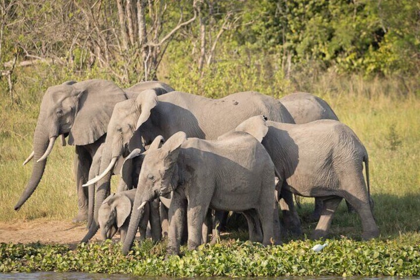 Uganda: Private 14 Days Safari Tour