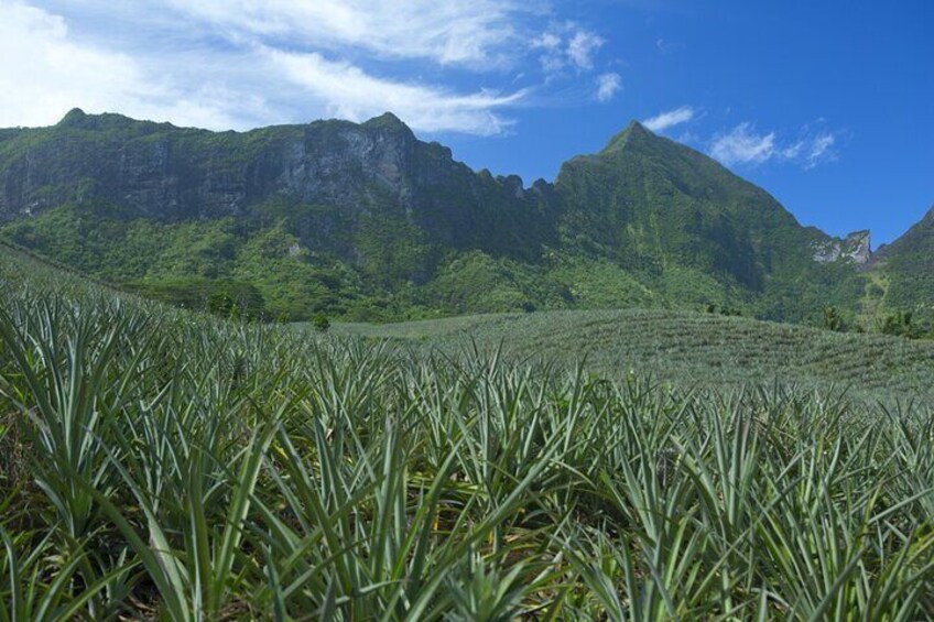 Pineapple fields Moorea