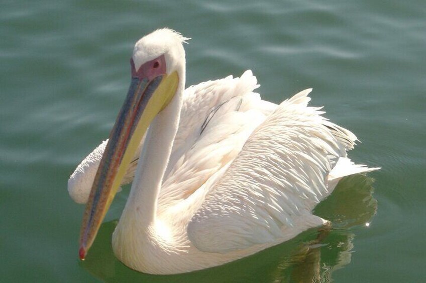 Marine Dune Day: Catamaran Cruise and Sandwich Harbor Dune Drive