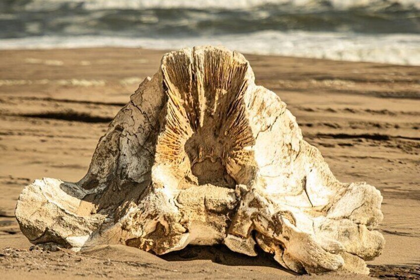 A huge Whale bone found along the shore