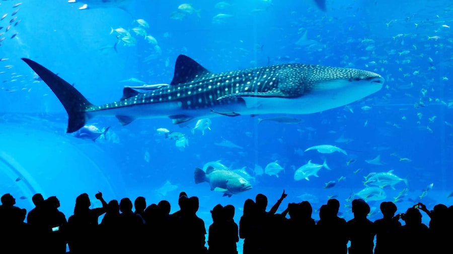 Naha: North Okinawa Sightseeing Tour & Churaumi Aquarium