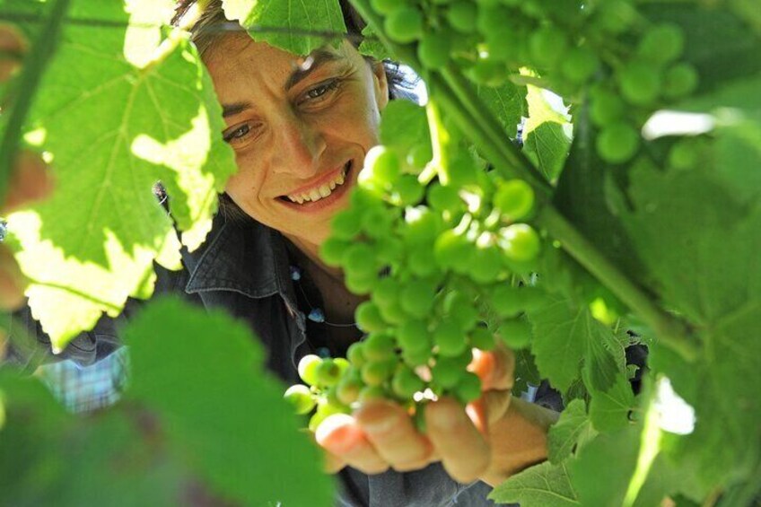 Checking the grape health