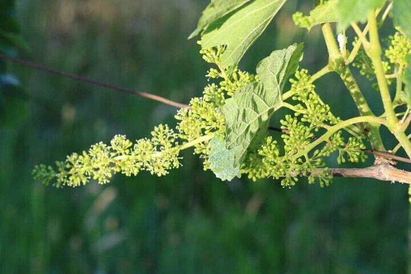 Grapes in the spring