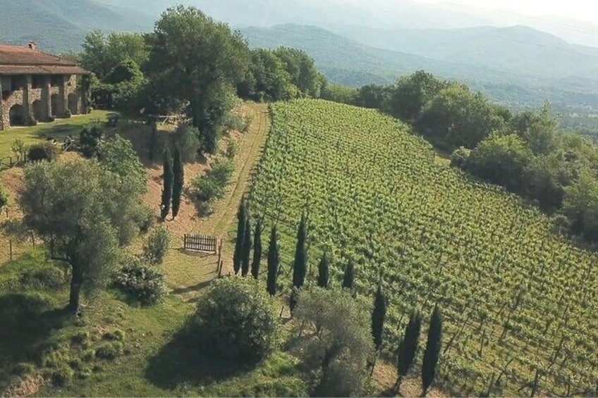 The Estate native vineyards 