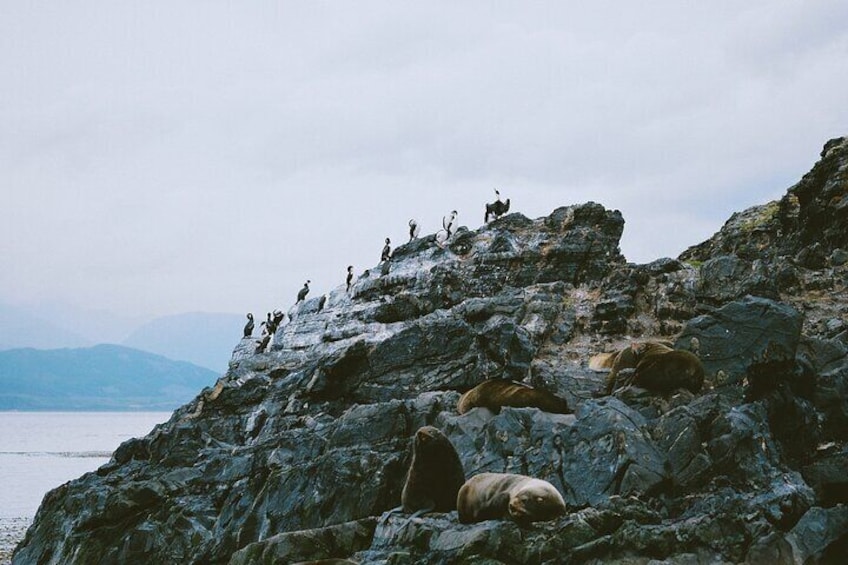 Wolves Birds Navigation and Les Eclaireurs Lighthouse in Ushuaia