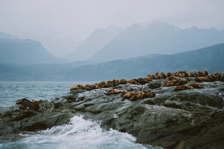 Wolves Birds Navigation and Les Eclaireurs Lighthouse in Ushuaia