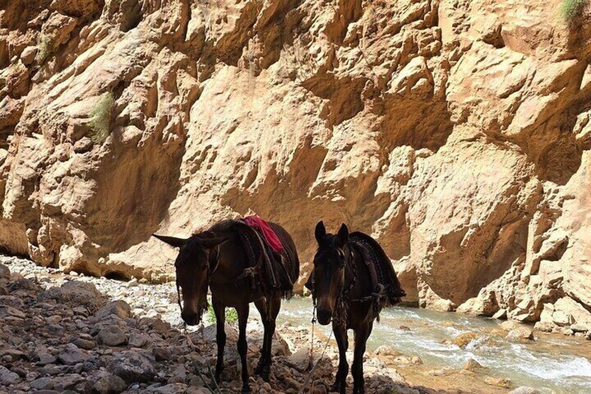 Our Trekking mules