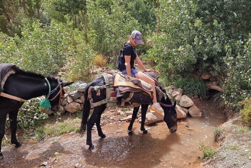 Trekking with Mules or Donkeys 