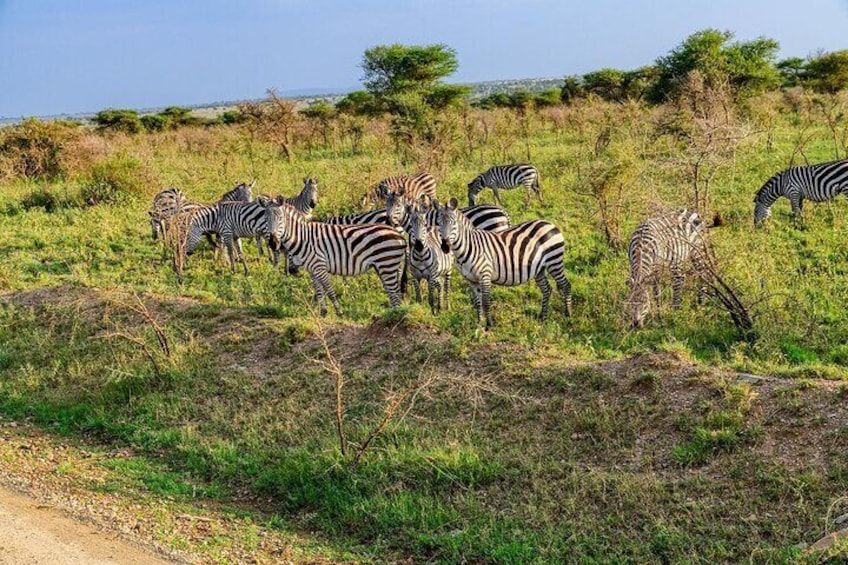 3 Day Private Serengeti National Park Tour from Zanzibar by Plane