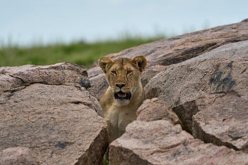 3 Day Private Serengeti National Park Tour from Zanzibar by Plane