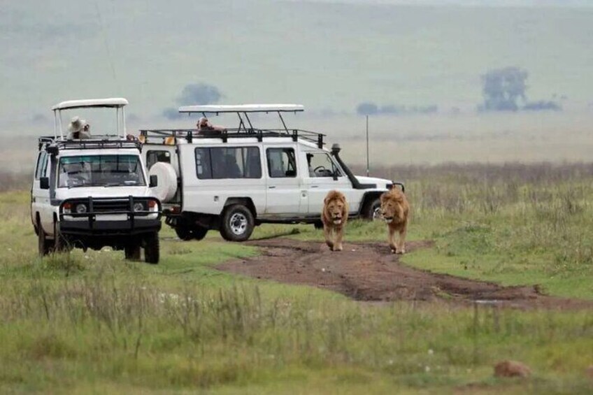 3 Day Private Serengeti National Park Tour from Zanzibar by Plane