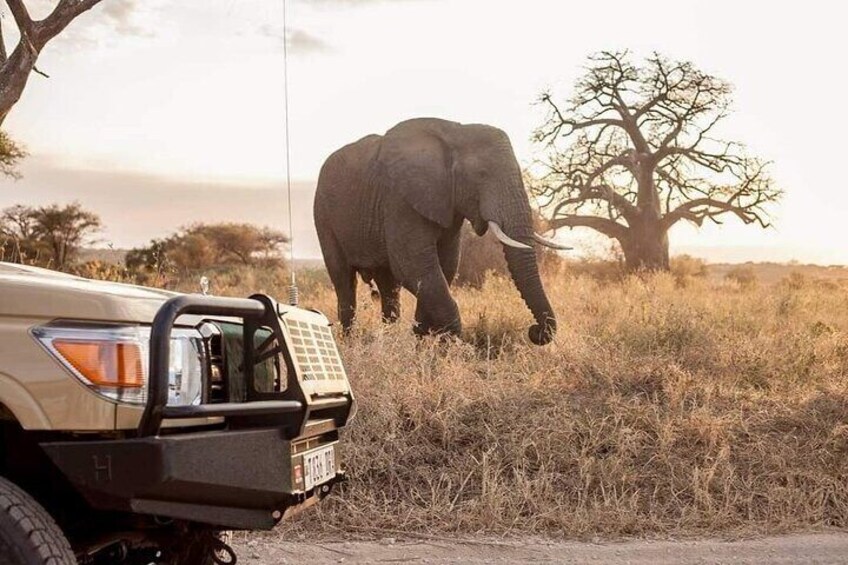3 Day Private Serengeti National Park Tour from Zanzibar by Plane