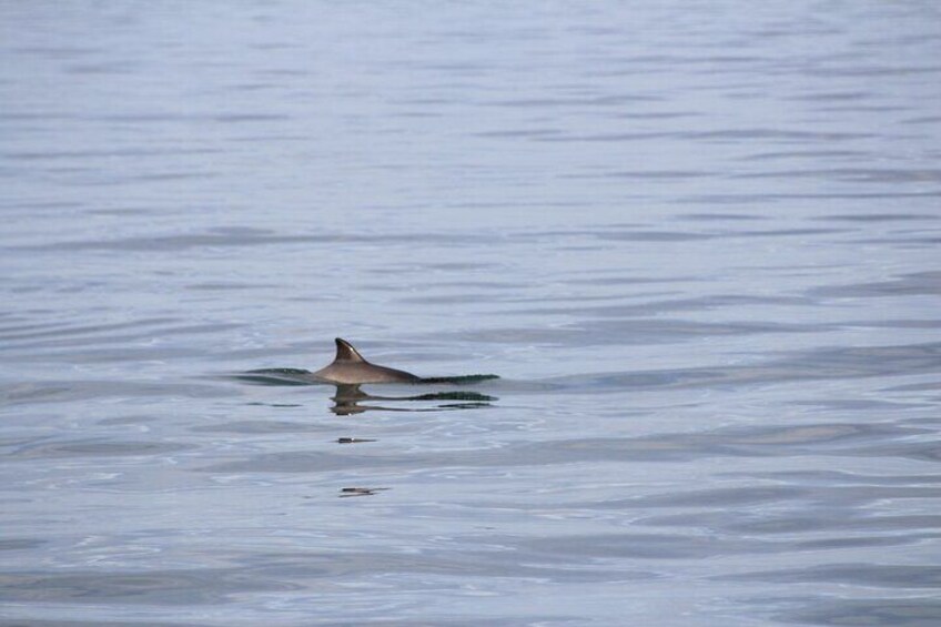 Shy Harbour Porpoises