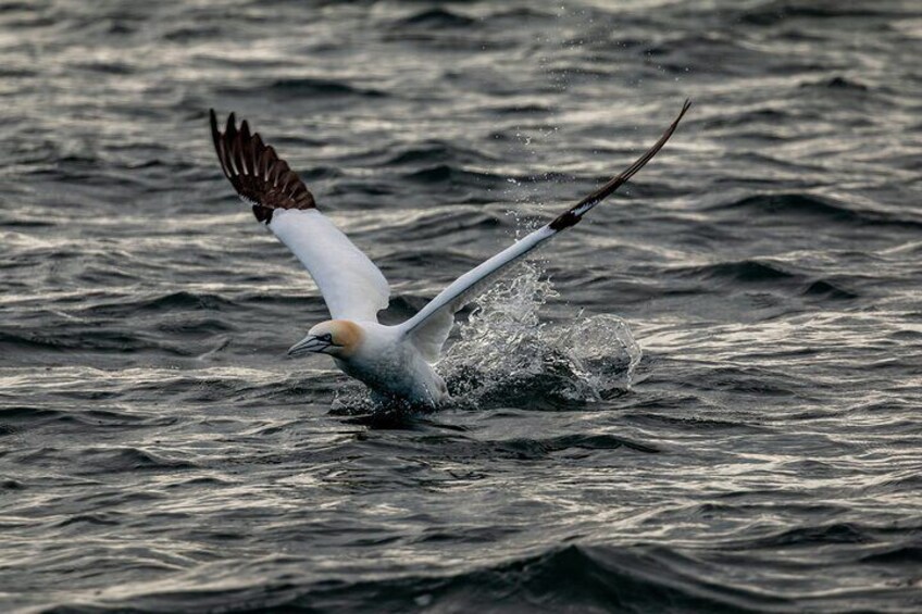 Sightings of Gannets 