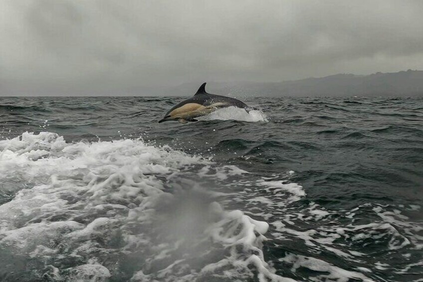 A Common Dolphin spotted !