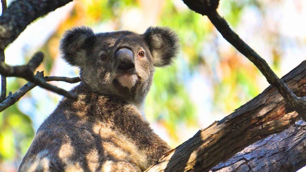 Picture 2 for Activity Gold Coast: Mount Tamborine Kangaroo and Koala Day Tour
