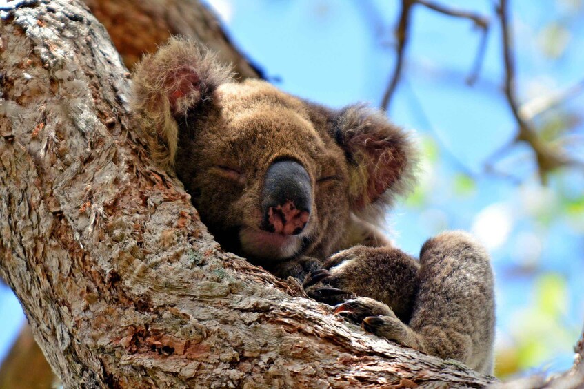 Picture 2 for Activity Gold Coast Hinterland Kangaroo & Mountain Views Day Tour