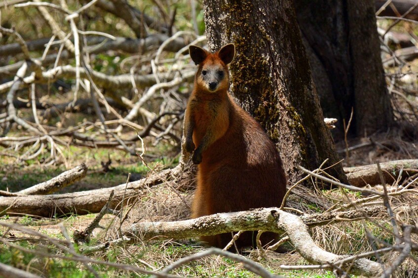 Picture 3 for Activity Gold Coast: Mt Tamborine Kangaroo & Koala Day Tour