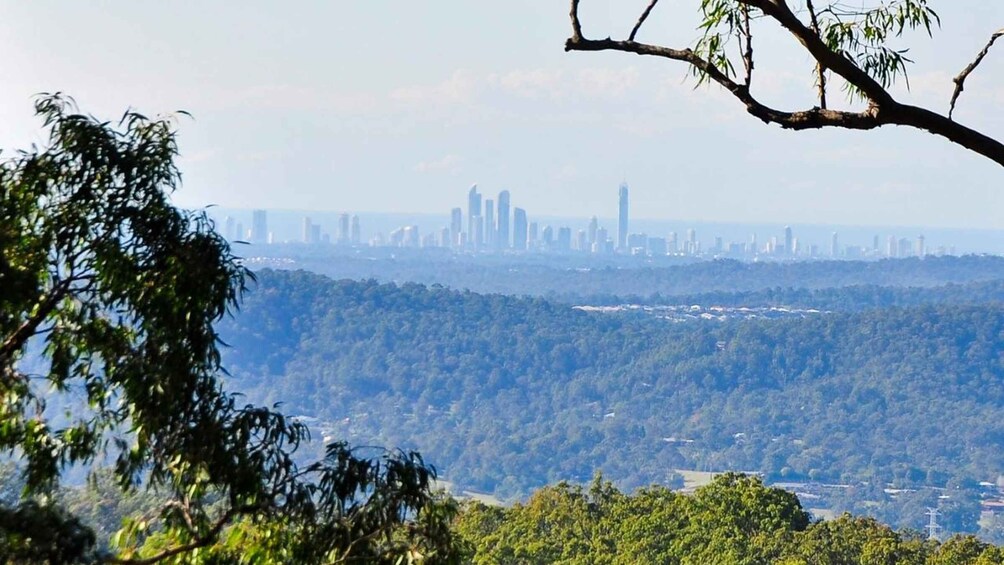Picture 4 for Activity Gold Coast: Mount Tamborine Kangaroo and Koala Day Tour