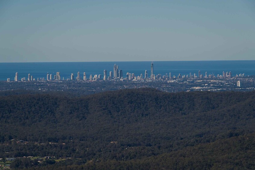 Picture 4 for Activity Gold Coast Hinterland Kangaroo & Mountain Views Day Tour