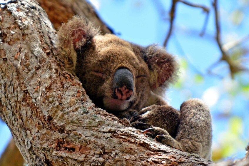 Picture 2 for Activity Gold Coast: Mt Tamborine Kangaroo & Koala Day Tour