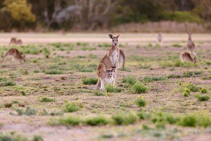 Picture 1 for Activity Gold Coast Hinterland Kangaroo & Mountain Views Day Tour