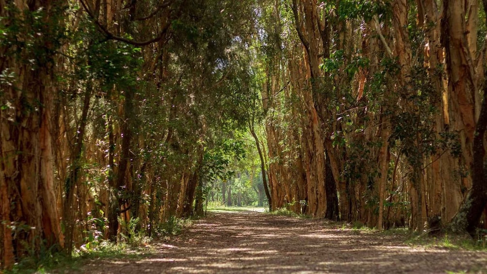 Picture 3 for Activity Gold Coast: Mount Tamborine Kangaroo and Koala Day Tour